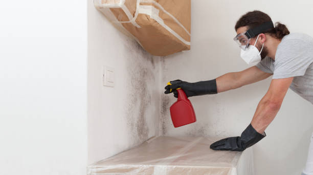 Professional Basement Mold Remediation technician working in Huntingtown, MD