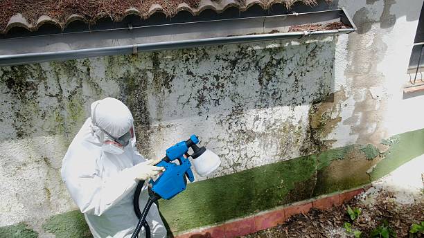 Top rated local Basement Mold Remediation specialists in Huntingtown, MD